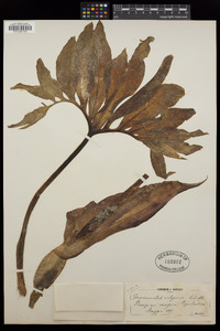 Dracunculus vulgaris image