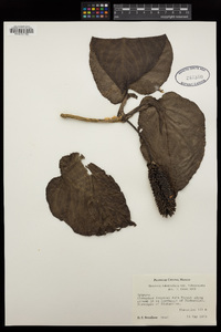 Monstera tuberculata var. tuberculata image