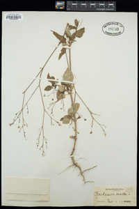 Boerhavia erecta image