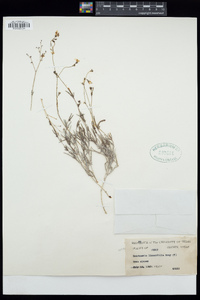 Boerhavia linearifolia image