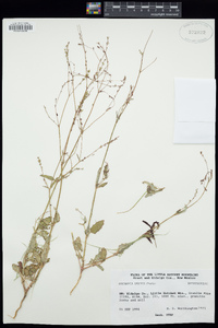 Boerhavia spicata image