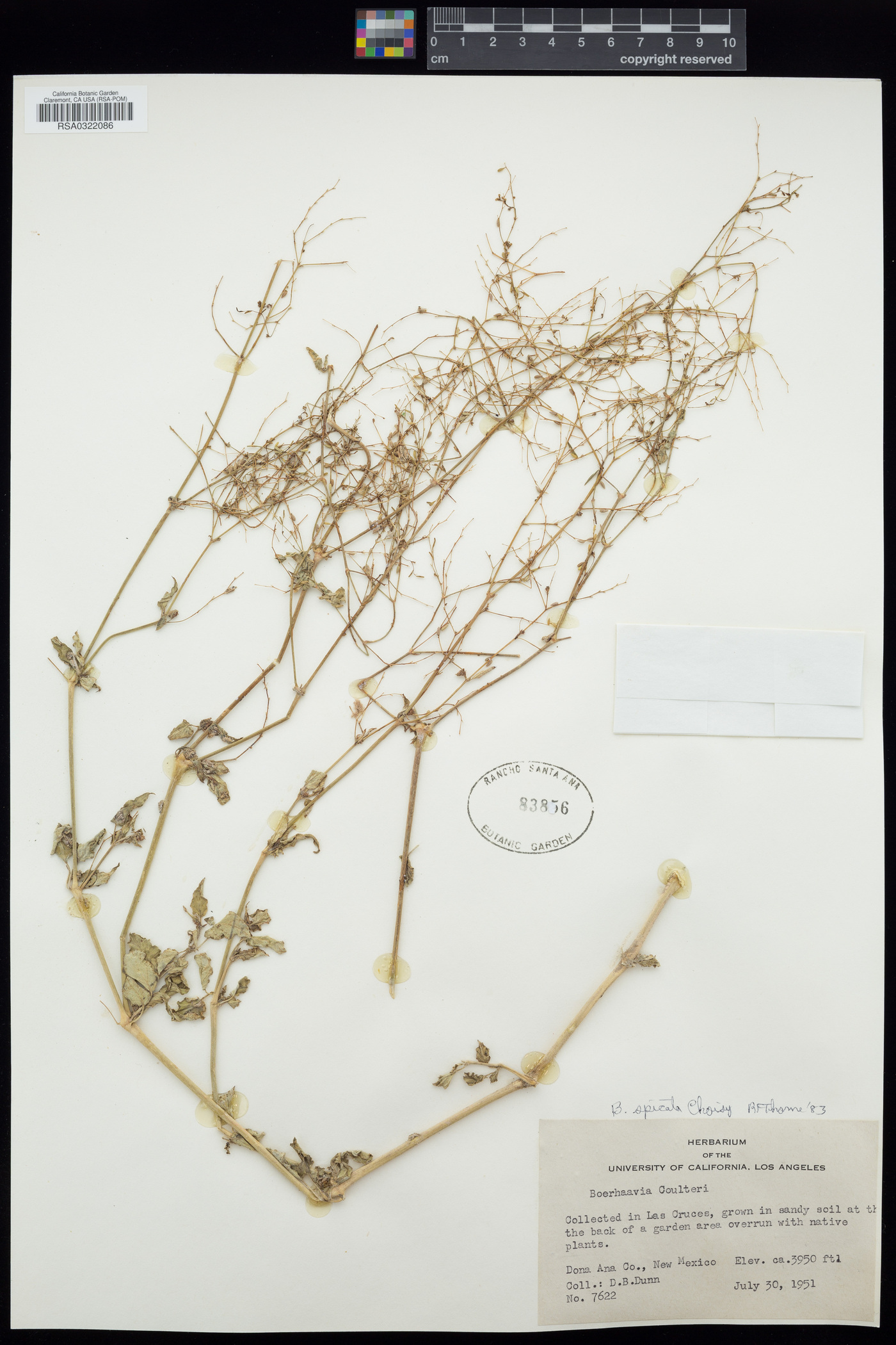 Boerhavia spicata image
