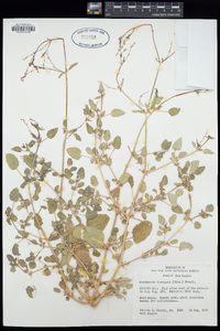 Image of Boerhavia torreyana