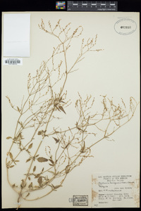 Boerhavia torreyana image