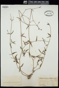 Boerhavia linearifolia image