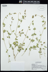 Mirabilis laevis var. villosa image