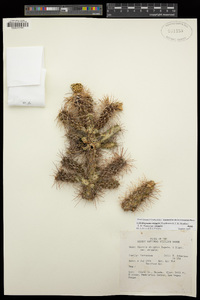 Cylindropuntia whipplei image