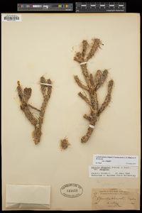 Cylindropuntia whipplei var. whipplei image