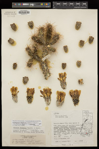 Cylindropuntia whipplei image