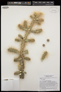 Cylindropuntia whipplei image