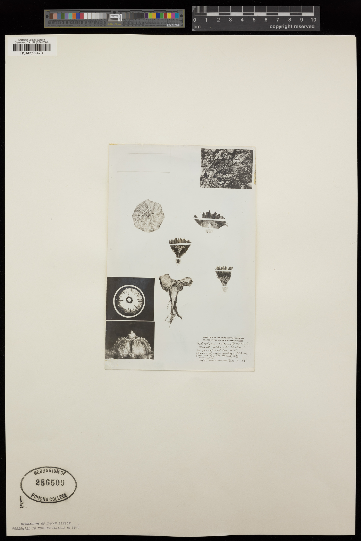Astrophytum asterias image