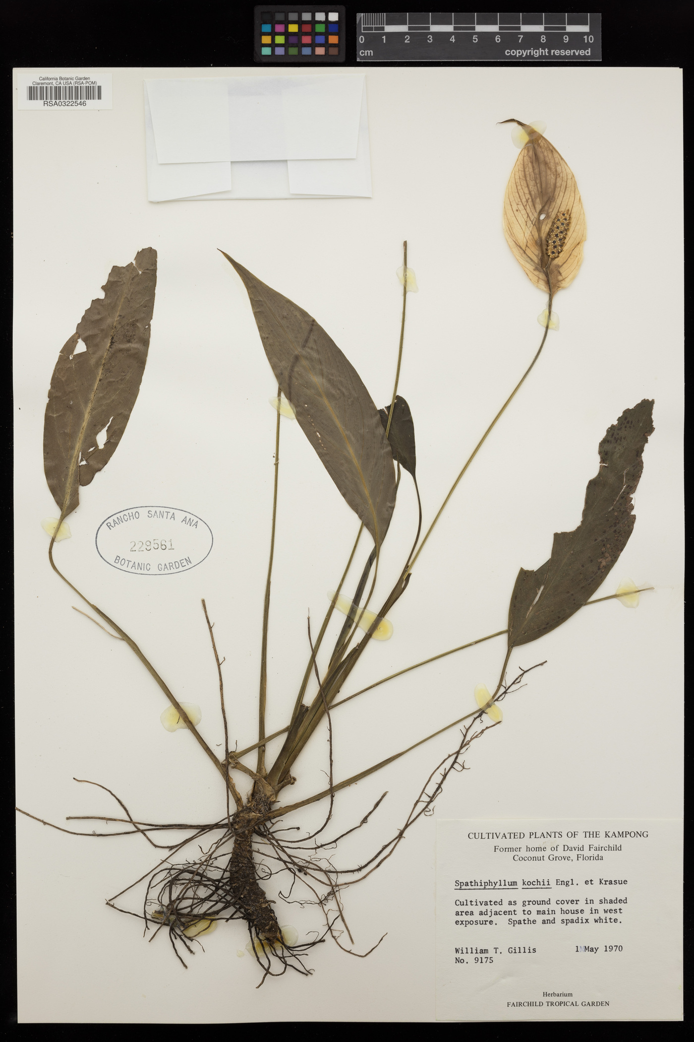 Spathiphyllum kochii image
