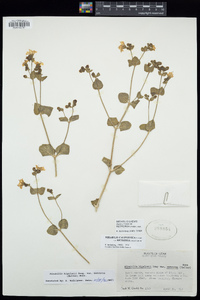 Mirabilis laevis var. retrorsa image