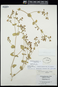 Mirabilis laevis image