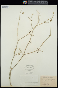 Allionia linearifolia image