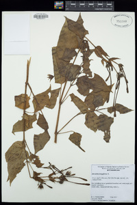 Mirabilis longiflora image