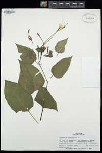 Mirabilis longiflora image