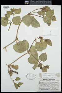 Mirabilis multiflora var. glandulosa image