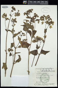 Mirabilis nyctaginea image