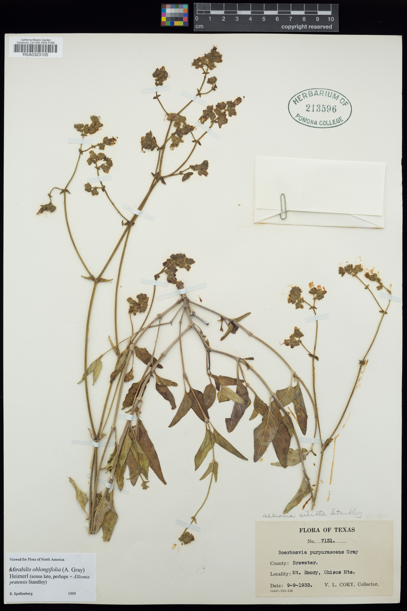 Mirabilis albida image