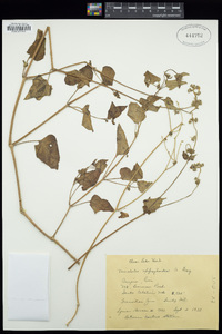 Mirabilis oxybaphoides image