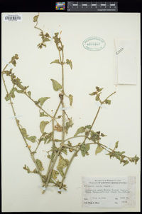 Mirabilis albida image