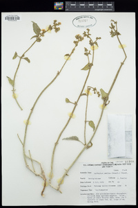 Mirabilis albida image