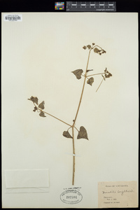 Mirabilis longiflora var. wrightiana image