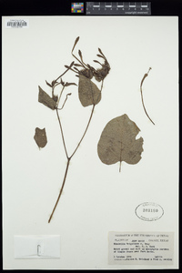 Mirabilis longiflora image