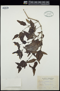 Mirabilis ovata image