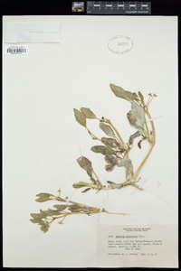 Tripterocalyx micranthus image