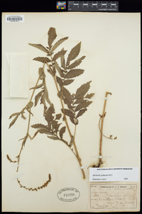 Agrimonia pubescens image