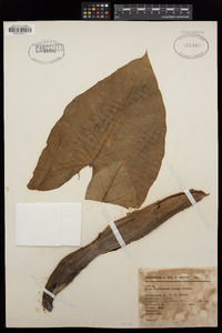 Xanthosoma roseum image