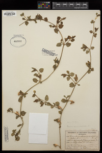 Aptenia cordifolia image