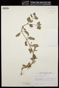 Aptenia cordifolia image