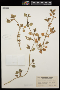 Aptenia cordifolia image