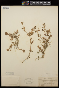 Aptenia cordifolia image