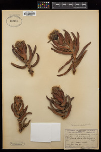 Carpobrotus edulis image