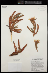 Carpobrotus edulis image