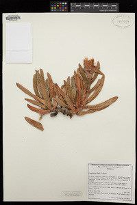 Carpobrotus edulis image