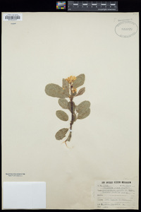 Amelanchier alnifolia image