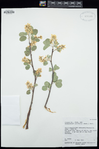 Amelanchier alnifolia image