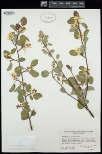 Amelanchier alnifolia var. semiintegrifolia image