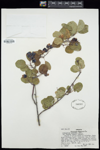 Amelanchier alnifolia var. semiintegrifolia image