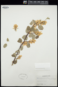 Amelanchier alnifolia image