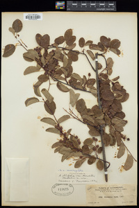 Amelanchier alnifolia image