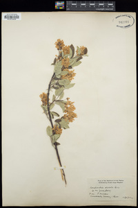 Amelanchier spicata image