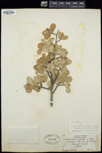 Amelanchier utahensis image