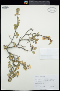 Amelanchier utahensis image