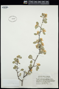 Amelanchier utahensis image